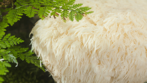 Soplówka jeżowata