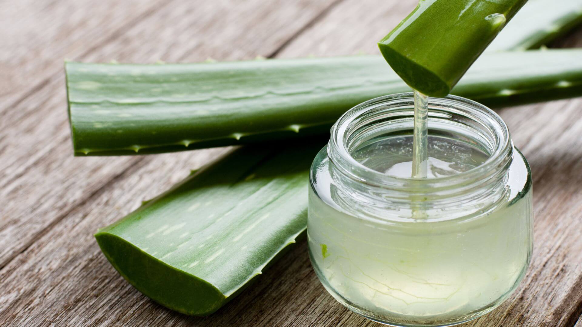 Aloes w meksykańskiej medycynie ludowek