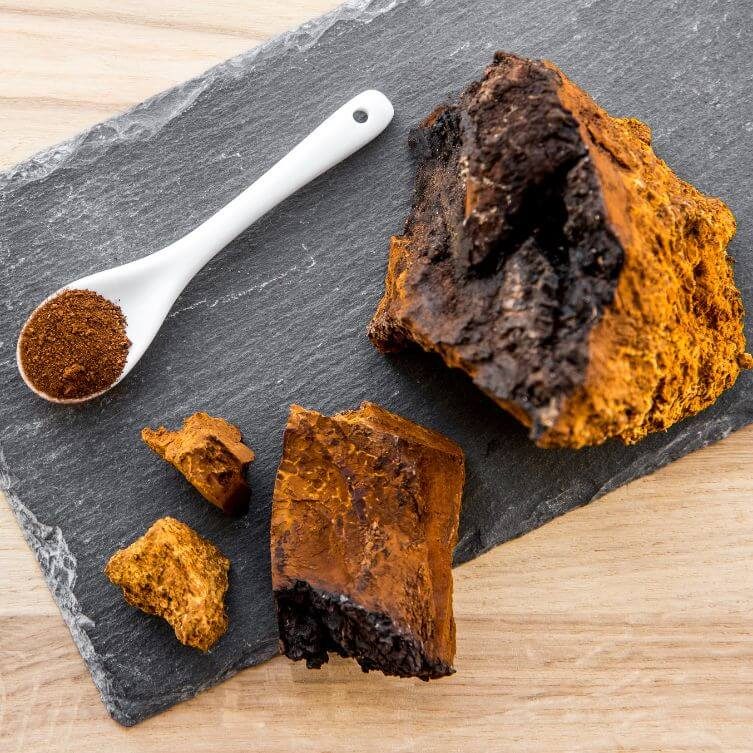 chaga błyskoporek podkorowy Chaga (błyskoporek podkorowy) grzyby adaptogenne