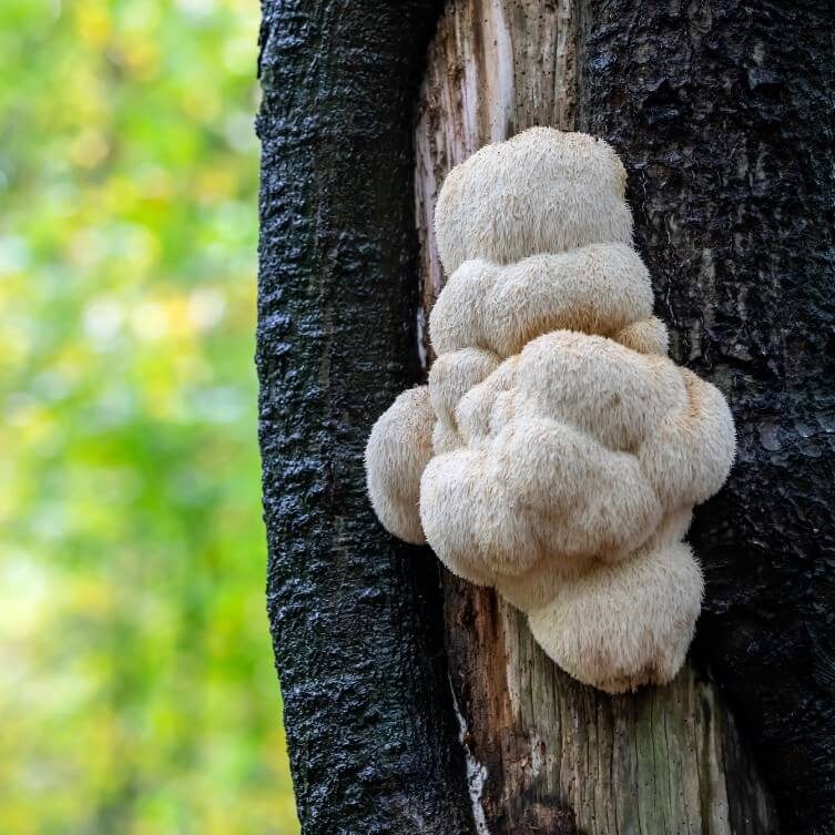 soplówka jeżowata Soplówka jeżowata (Hericium erinaceus)
